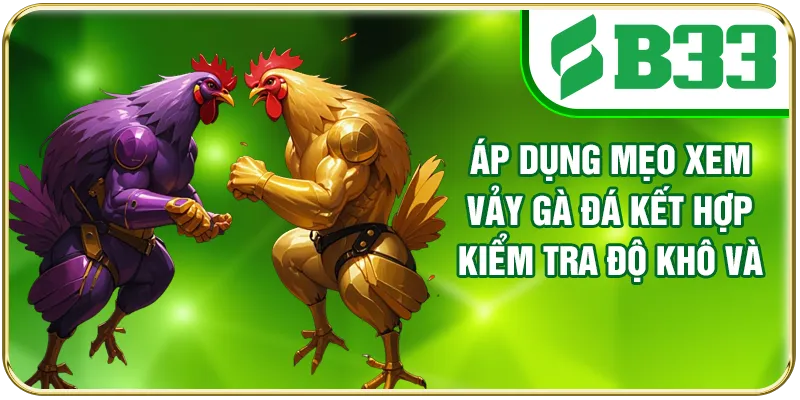 Áp dụng mẹo xem vảy gà đá kết hợp kiểm tra độ khô và bóng