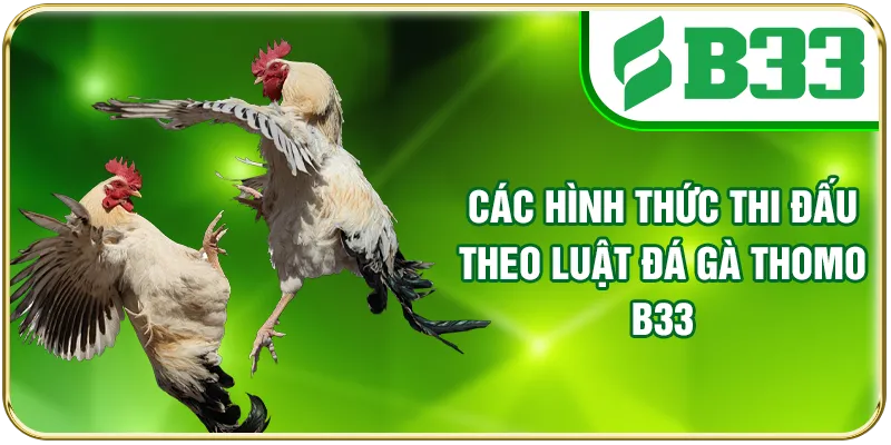 Các hình thức thi đấu theo luật đá gà Thomo B33