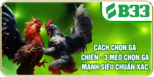 Cách Chọn Gà Chiến - 3 Mẹo Chọn Gà Mạnh Siêu Chuẩn Xác