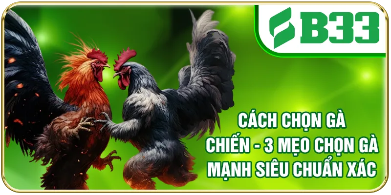 Cách Chọn Gà Chiến - 3 Mẹo Chọn Gà Mạnh Siêu Chuẩn Xác