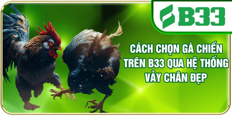 Cách chọn gà chiến trên B33 qua hệ thống vảy chân đẹp