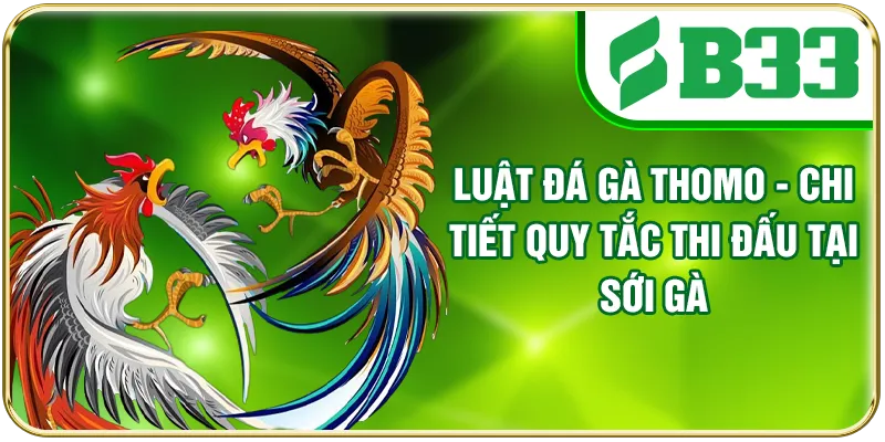 Luật Đá Gà Thomo - Chi Tiết Quy Tắc Thi Đấu Tại Sới Gà