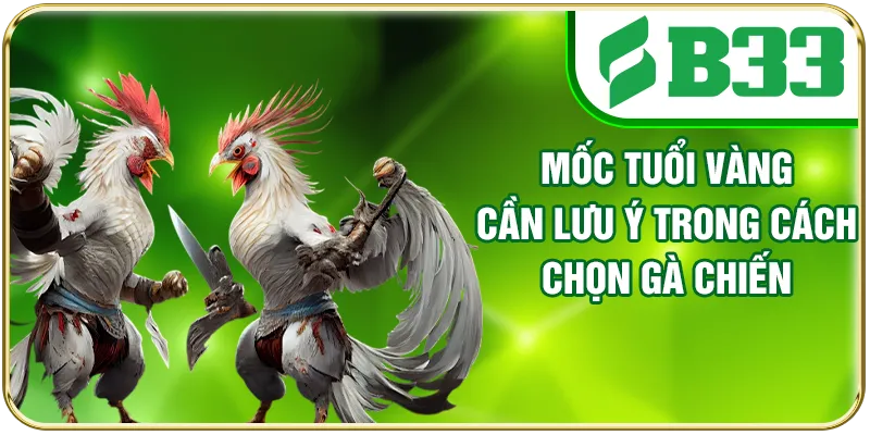 Mốc tuổi vàng cần lưu ý trong cách chọn gà chiến