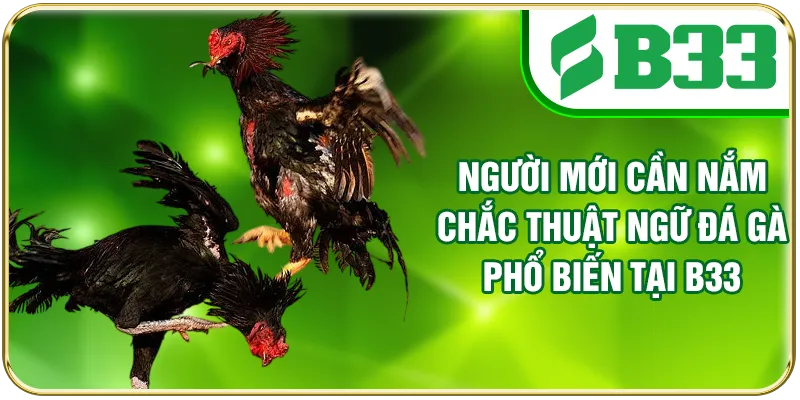 Người mới cần nắm chắc thuật ngữ đá gà phổ biến tại B33