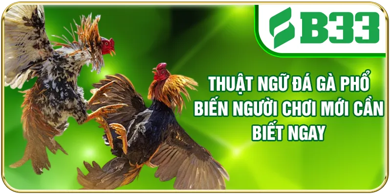 Thuật Ngữ Đá Gà Phổ Biến Người Chơi Mới Cần Biết Ngay
