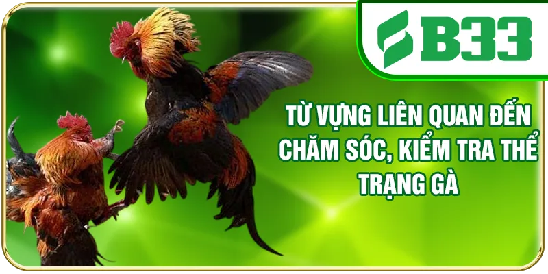 Từ vựng liên quan đến chăm sóc, kiểm tra thể trạng gà